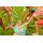Bunch O Balloons Wiederverwendbare Wasserballons 3er Pack | Selbstverschließend | Sortiert